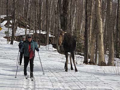 skiers with moose